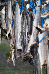 Stockfish in Iceland