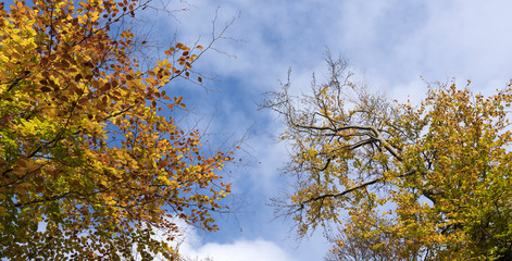 bright yellow leaves of beech tree and blue sky in the fall