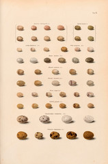 Collection of eggs of various genera of birds.