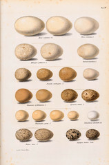 Fototapeta na wymiar Collection of eggs of various genera of birds.