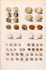 Collection of eggs of various genera of birds.