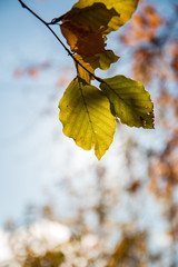 Buchenblatt an einem schönen Herbsttag