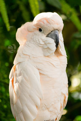 White/Ping Parrot on green foliage background