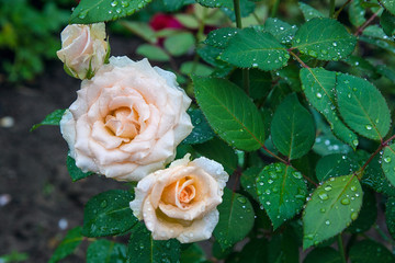 Close up view of natural white rose flower on green bush after rain..