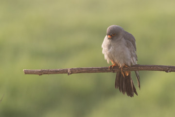 Red-footed falcon