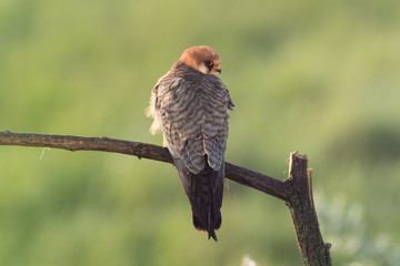 Red-footed falcon
