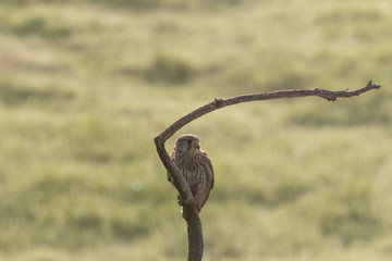 Common kestrel