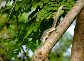 Squirrel
