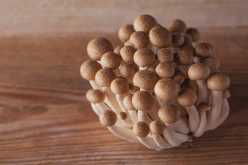 Shimeji mushroom