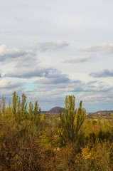 Obraz premium yellow autumn trees in evening sunlight