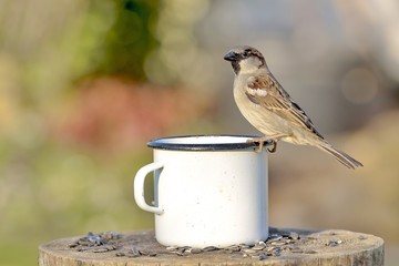 Spatzen Männchen sitzt auf dem Rand einer Blechtasse