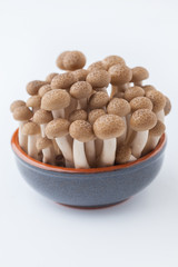 Shimeji mushroom