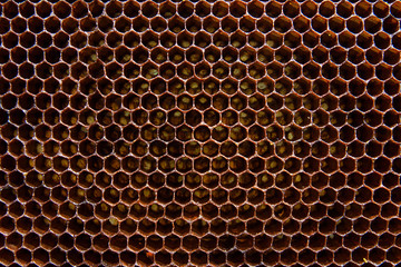 Section of wax honeycomb from beehive as background.