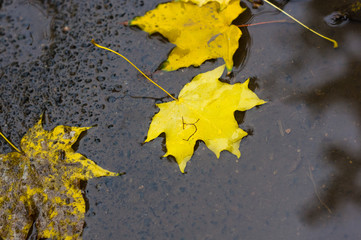 autumn yellow maple leaves in rain puddle