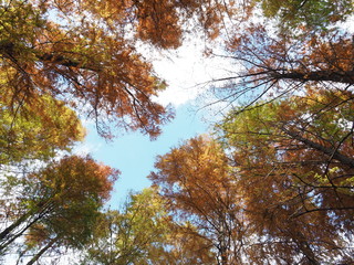 空を見上げれば/晩秋の空