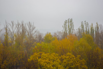 Fototapeta na wymiar yellow autumn trees in morning mist