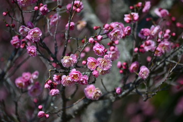 ２月の梅の花