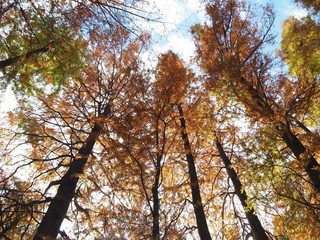 空を見上げれば/晩秋の空