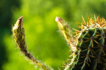 Cactus echinopsis tubiflora