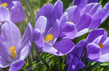  Beautiful first spring flowers crocuses bloom under bright sunlight.