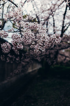 Sakura leaves in Osaka Castle