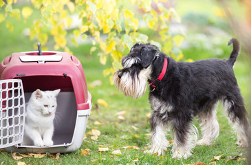 Dog and cat in carrier on gras