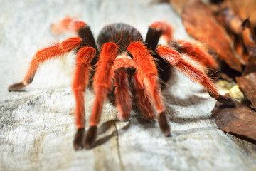 Birdeater tarantula spider Brachypelma boehmei in natural forest environment. Bright red colourful giant arachnid.