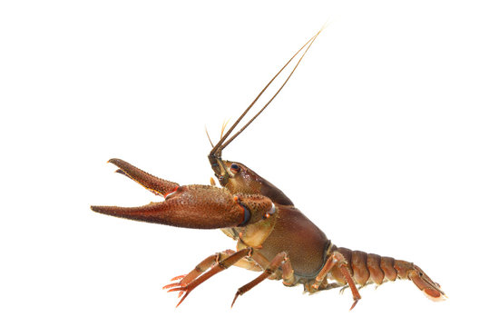 Noble crayfish Astacus astacus isolated on white. Endangered European species.