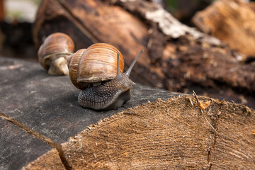 Close up view of Burgundy snail (Helix, Roman snail, edible snail, escargot) crawling on the trunk of old pine tree. .