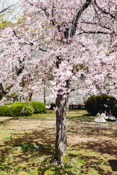 Sakura tree in Osaka Castle