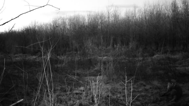 Fox (Vulpes vulpes) smells and eats in a wood in the night. Wildlife FullHD 1080p video.