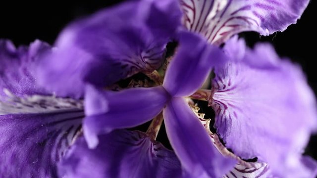 Slowly revolving iris flower