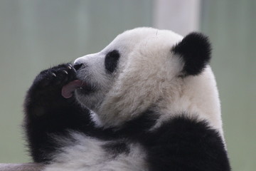 Obraz premium Side Profile of Panda Cub