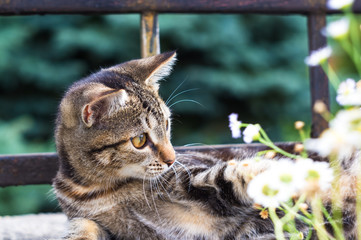 cute variegated striped city little kitty, close-up