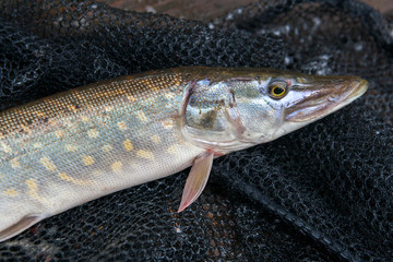 Close up view of big freshwater pike lies on black fishing net..