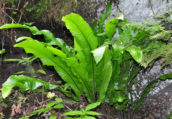 Hirschzunge (Asplenium scolopendrium)