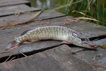 Freshwater pike fish on vintage wooden background.