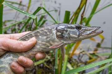 Catch and release. Small Freshwater pike in hand got a freedom..