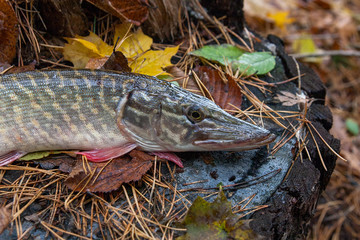 Freshwater pike fish lies on a wooden hemp..