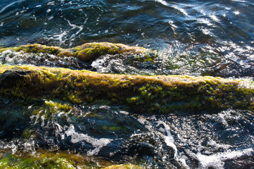 rocky sea shore with with seaweed, waves with foam