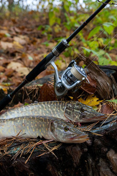 Freshwater pike fish lies on a wooden hemp and fishing rod with reel..