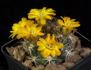 Cactus in a pot isolated in a black background