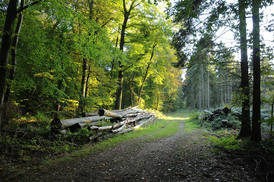Waldweg im Kottenforst