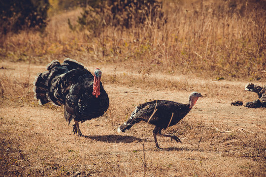 Turkey cock and hen. Travel to Tusheti, Georgia country. Rural landscape. Green ecology tourism. Thanksgiving concept. Countryside nature background. Wild free birds. Eco trekking tour