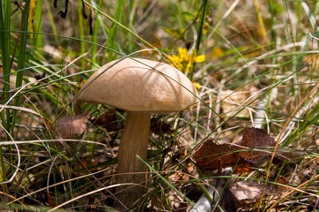 Forest mushroom brown cap boletus growing in a green moss..