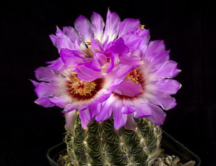 Cactus in a pot isolated in a black background