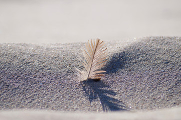 Feather in sand - baltic beach