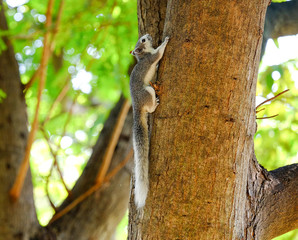 Squirrel