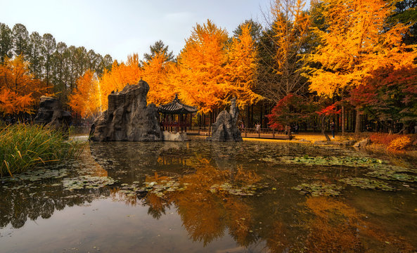 Autumn beauty of the nami island in the fall.The leaves are changing colors.