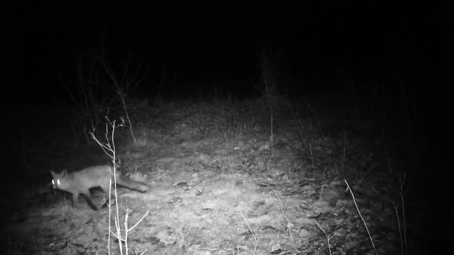 Fox (Vulpes vulpes) smells and eats in a wood in the night. Wildlife FullHD 1080p video.